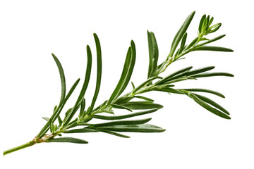 twig of rosemary isolated on transparent background