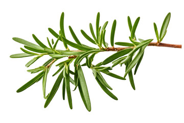 Fototapeta premium twig of rosemary isolated on transparent background