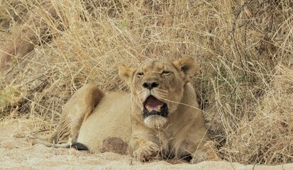  lioness in Namibia