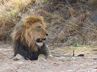 male lion in the wild
