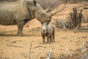white rhino in the wild © John