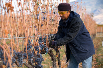 Obraz premium Grape Harvesting Autumn Season Okanagan Valley British Columbia