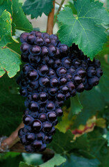 Organic Ripe Red Wine Cabernet Franc Grapes Vine Okanagan Valley