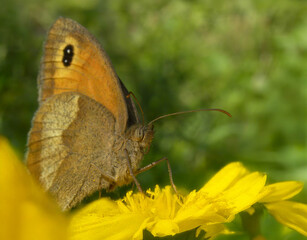Brown butterfly on a yellow flower. Macro of a butterfly insect on a meadow flower, fauna, background.