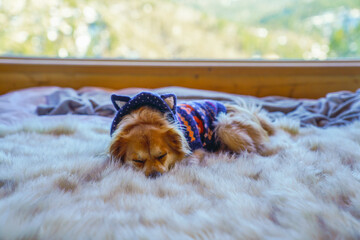 Brown and White Dog Sleeping on a Fluffy Blanket in a Cabin, Wearing a Cute Sweater with Ears