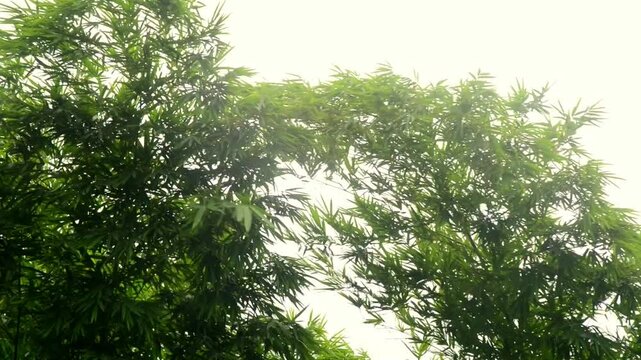 Tall Bamboo