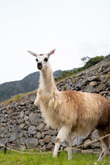 Llama en machu picchu