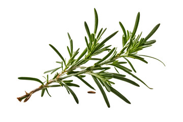 Fototapeta premium twig of rosemary isolated on transparent background