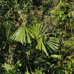 Obraz premium Licuala spinosa, mangrove fan palm growing on Ko Chang, Thailand.