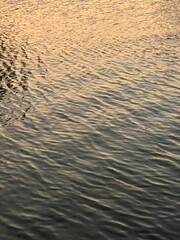 golden water surface