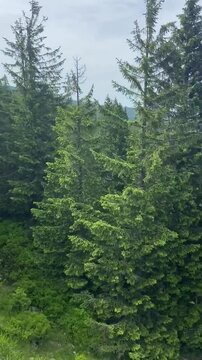 coniferous forests seen from a mountain railway on a sunny summer day