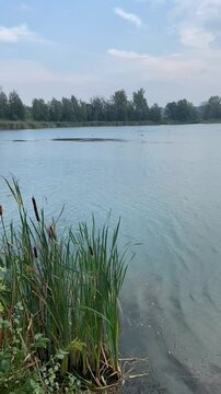 delikatny powiew wiatru nad brzegiem jeziora