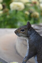 Obraz premium Squirrel in the park