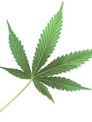 clean and HD marijuana leaf images, on a white background