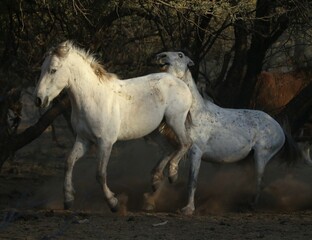 Wild Horses Sparring in Desert 