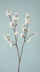 Cherry Blossoms Against Pastel Sky Serene Spring Minimalism