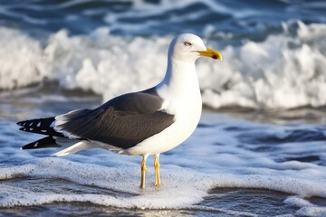 Fototapeta premium A lone seagull standing on the shoreline, gentle waves lapping at its feet, tranquil and minimalistic
