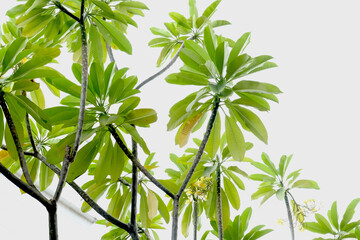 Beautiful Plumeria or Frangipani Blossoms (Pohon Kamboja), selected focus
