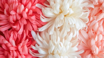 Fototapeta premium Lush chrysanthemum flower wall showcasing a gradient of red, pink, and white hues, crafted for weddings or luxurious decor