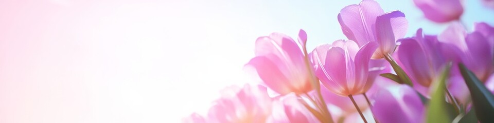 Obraz premium Sunlit Purple Tulips in Bloom Capturing Springs Vivid Elegance