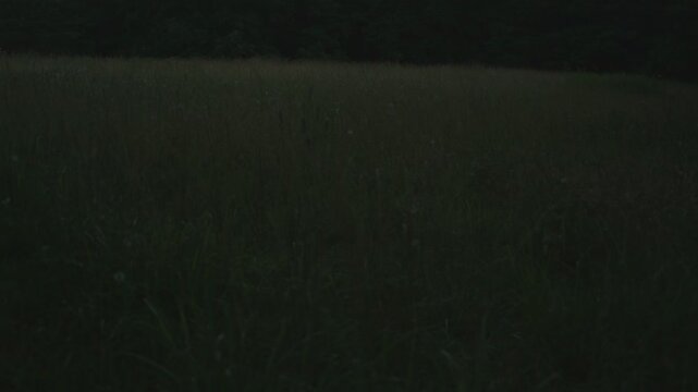 Beautiful, bright fireflies, also knowns as lightning bugs, light up the night on a summer's evening.