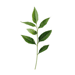Obraz premium Fresh Green Bay Leaf Branch Isolated on White Background
