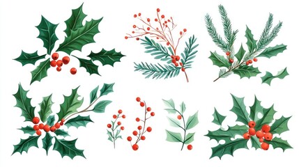 Watercolor holly, berries, and pine branches isolated on white background; winter botanical illustration.