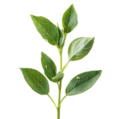 Fresh Green Leaves with Water Drops on Branch Isolated on White