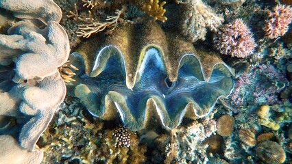 Atauro Island snorkelling, Timor-Leste