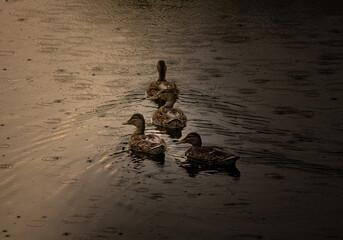 ducks moving through the rain