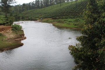 river in the forest