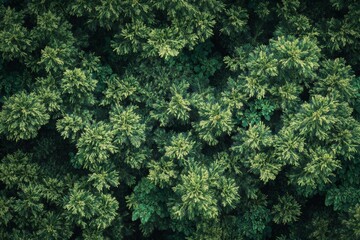 Aerial view of dense green forest canopy.