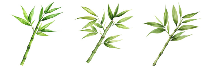 Fototapeta premium Bamboo stems with lush green leaves, perfect for tropical decor and design
