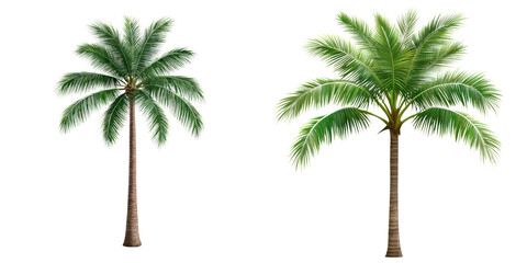 Obraz premium Lush coconut palm trees with vibrant green foliage, perfect for tropical themes