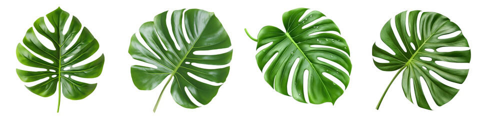 Monstera leaves various shapes, showcasing vibrant green hues and textures. Perfect for botanical designs and nature themes