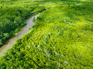 Aerial view green mangrove forest. Natural carbon sinks. Mangroves trees capture CO2. Blue carbon...