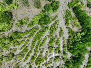 Aerial top view of green mangrove forest. Mangrove ecosystem. Natural carbon sinks. Mangroves...