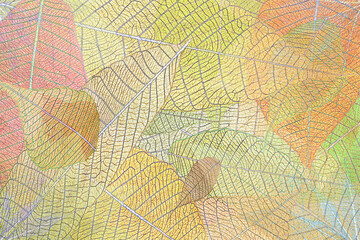 Feuilles sèches aux couleurs de l’automne 