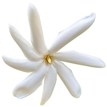 Fleur blanche de tiar&eacute; 