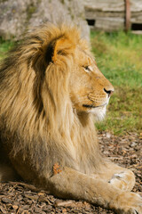 Profile of a Male Lion – A Moment of Dignity and Serenity