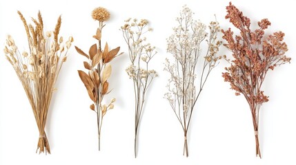 Fototapeta premium Set with beautiful decorative dry flowers on white background banner design