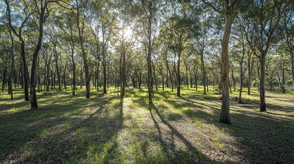 Fototapeta premium Sunlight Filtering Through Trees in Lush Green Forest Landscape