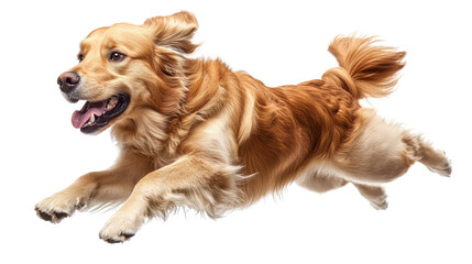 golden retriever puppy isolated on white background 