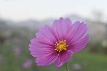 Fototapeta premium Pink cosmos flower in serene garden with blurred mountain background