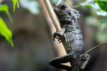 Boyd's Forest Dragon on branch