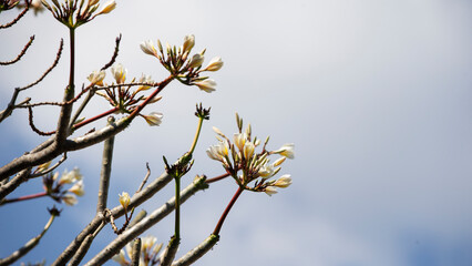 Plumeria flower blooming on tree with blue sky background.