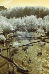A mangrove swamp captured in infrared photography. The image features a vibrant yellow sky and the...