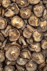 Close-up of wild mushrooms on a gray surface. The mushrooms are small with brown and white patterns.