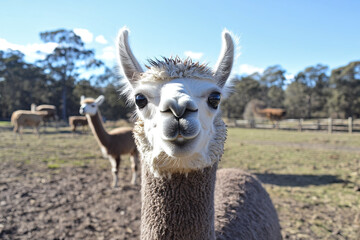 Fototapeta premium Alpaca making a silly face with wide eyes and a crooked smile