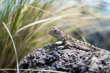 Earless Dragon on rock